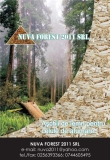 Nuva Forest 2011 srl