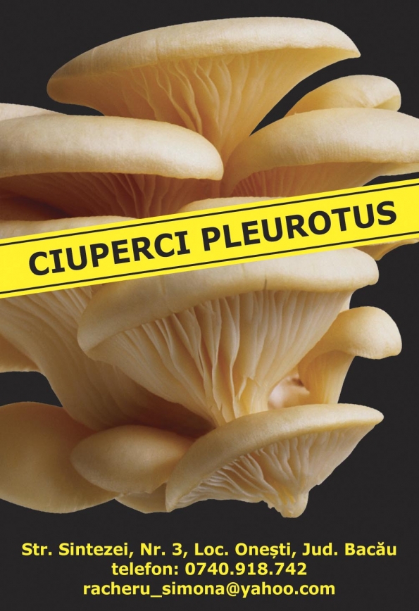 Racheru Simona I.I - Ciuperci Pleurotus